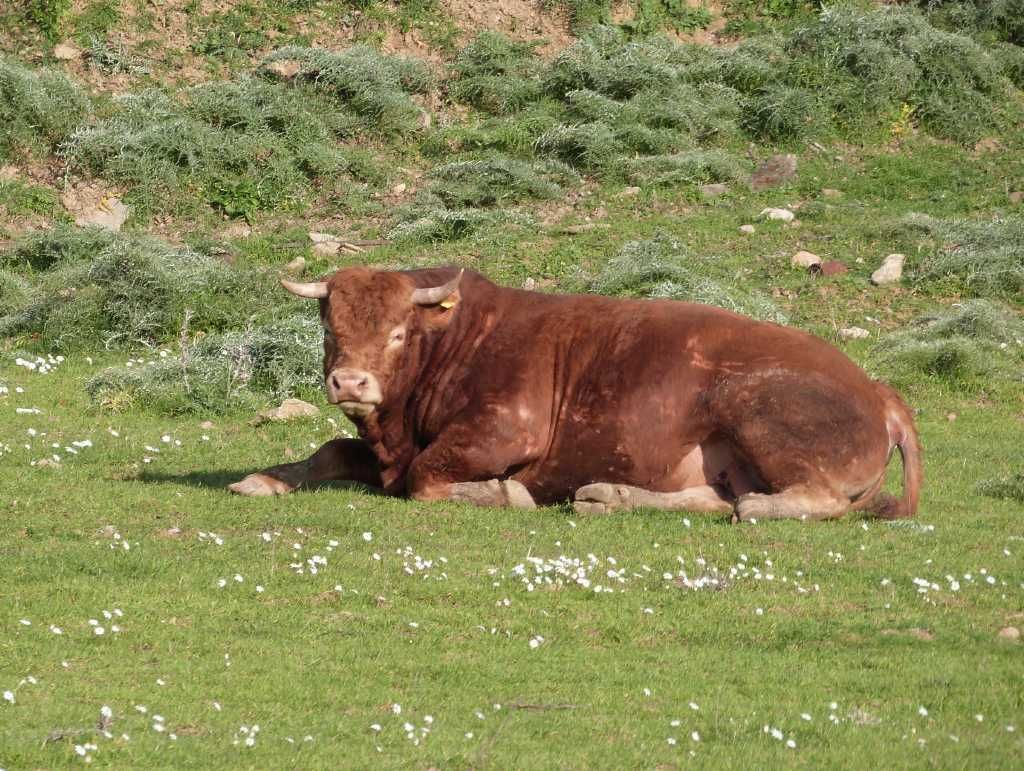 Animali al pascolo